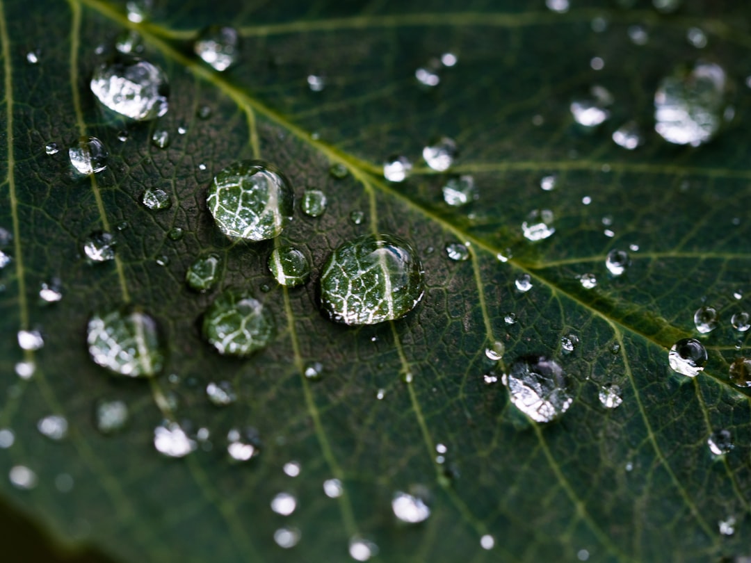 droplets on green leaf droplets on green leaf