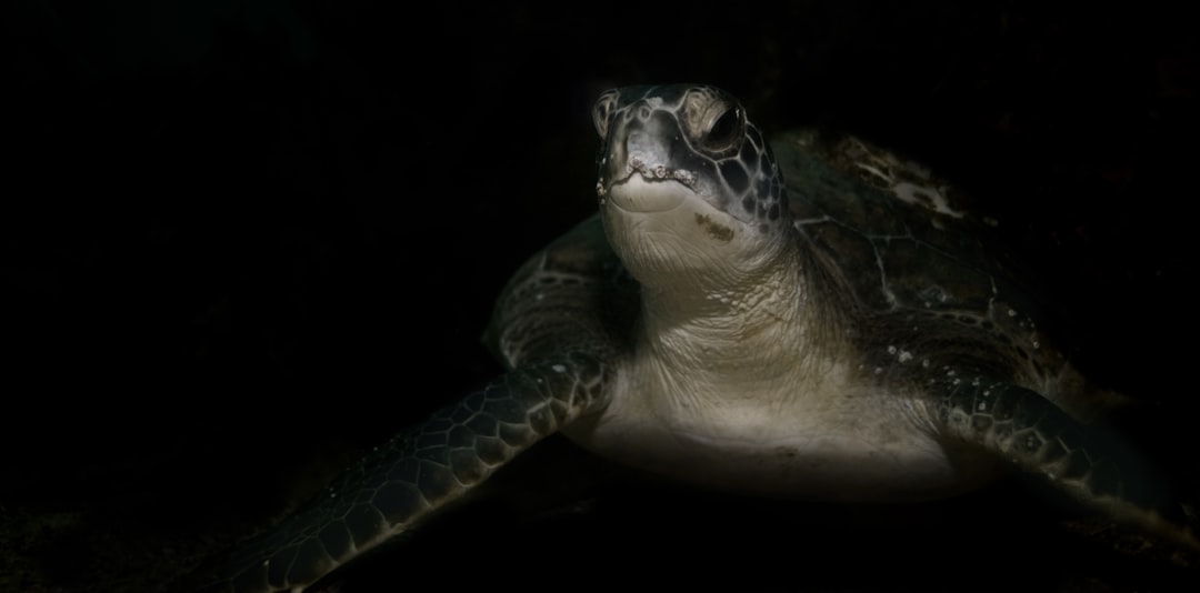 sea turtle sea turtle