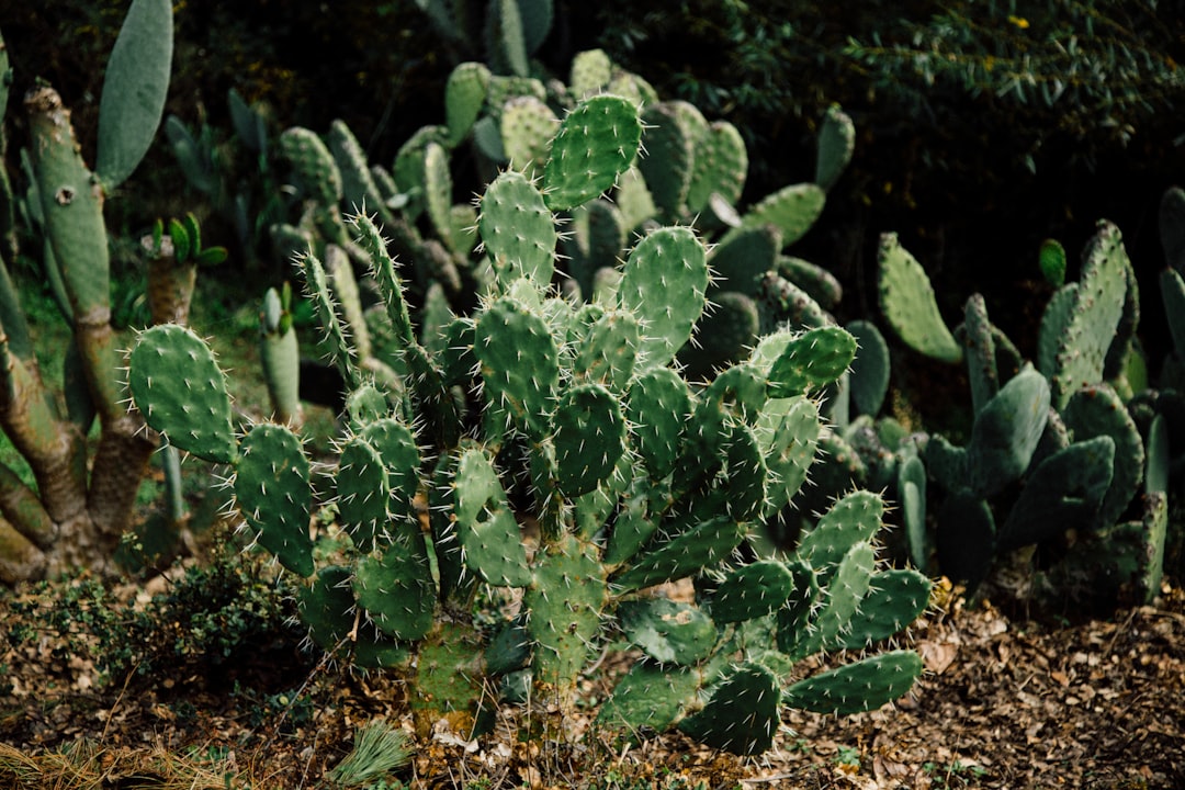 green cacti plant green cacti plant