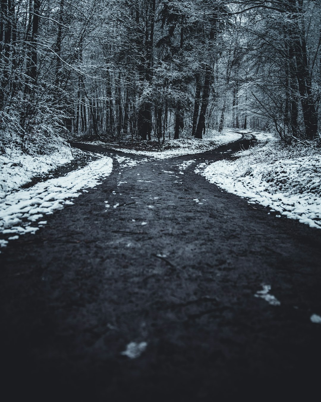 landscape photography of splitted road surrounded with trees