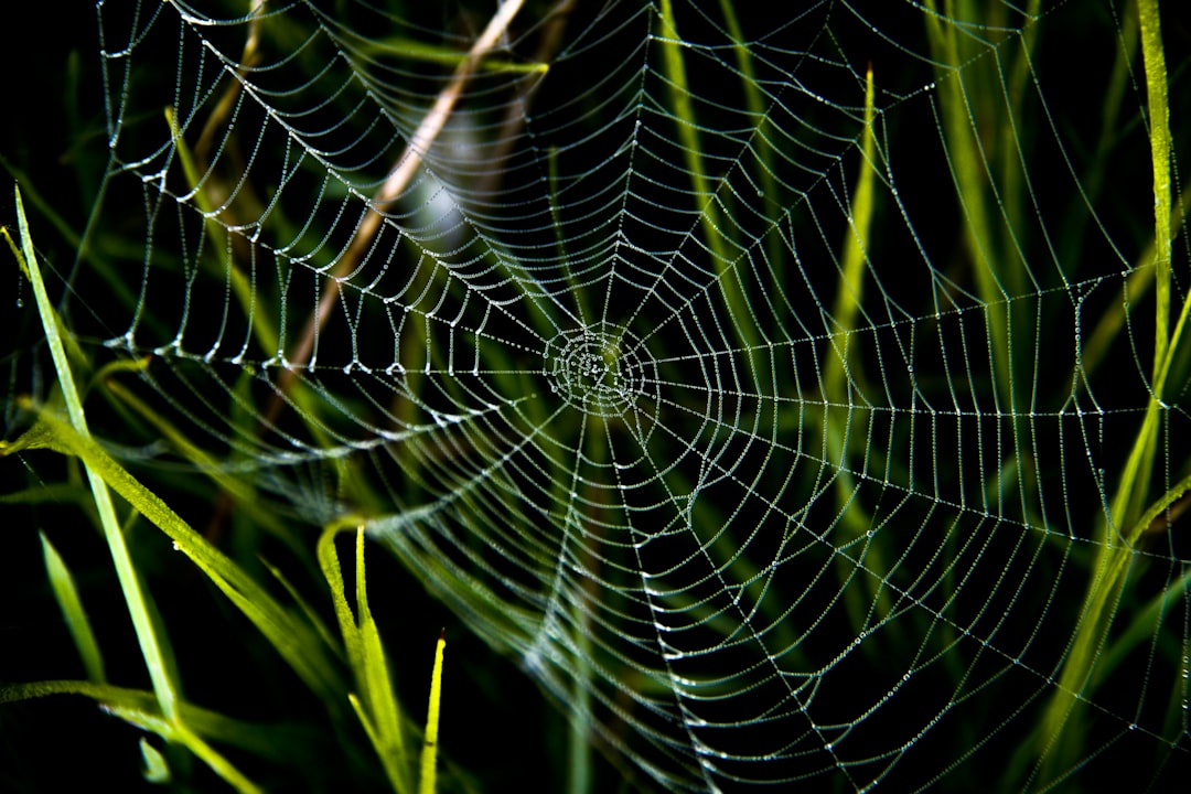 spider web in close up photography spider web in close up photography