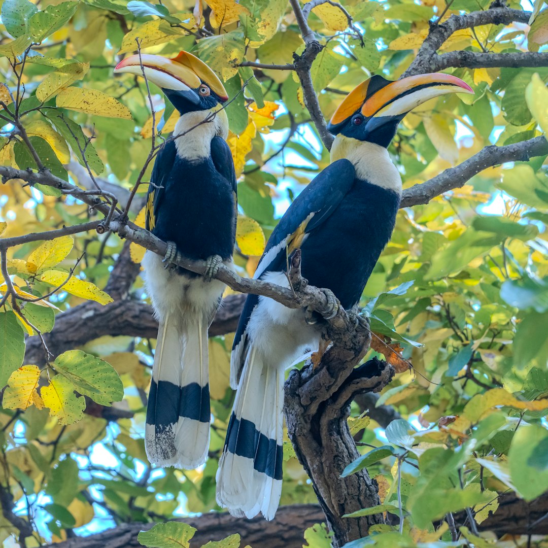 Two hornbills perch together on a branch.